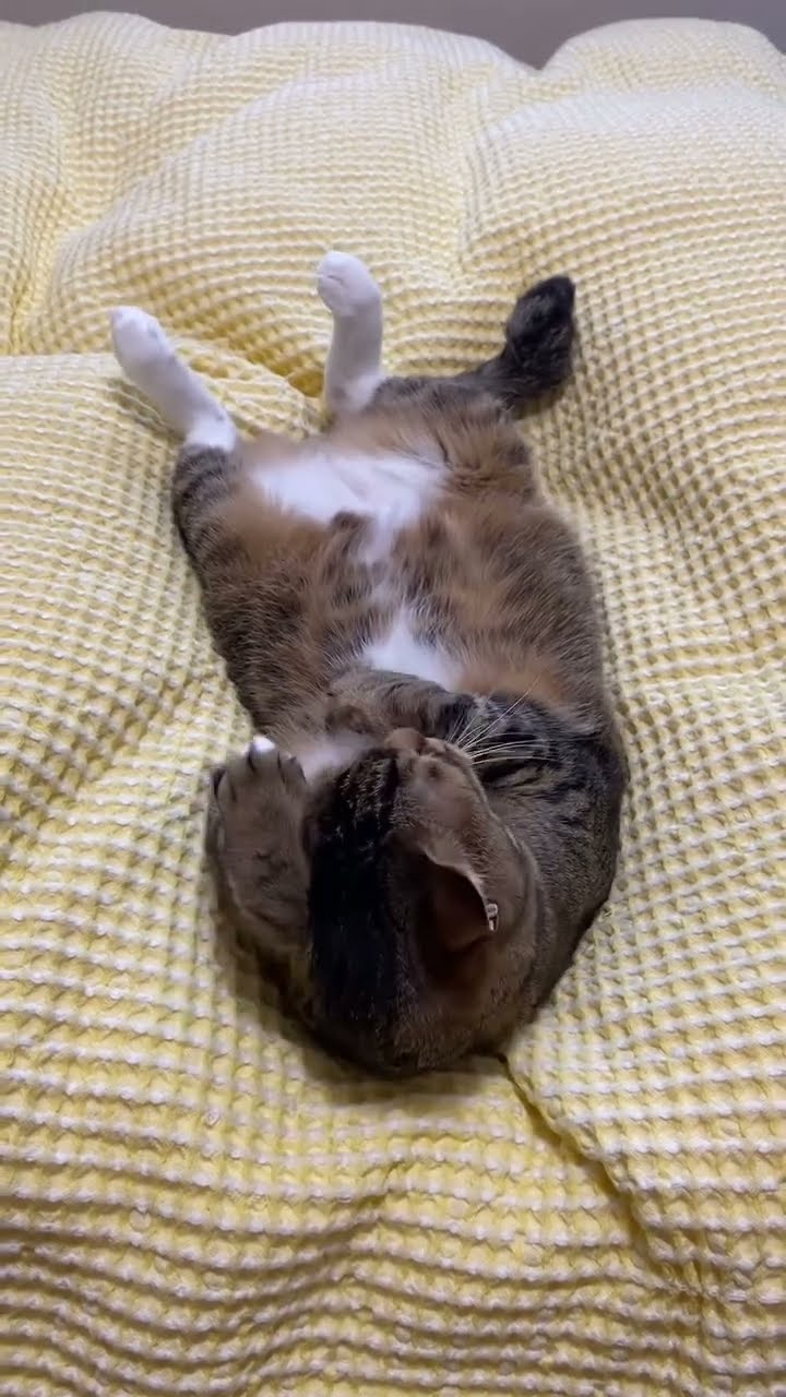 Top des vidéos très mignon ♥️ ❄️ ♥️ ❄️ ♥️ ❄️ ♥️ #cute #tucroisquetusaisdanser