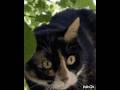 Belang Kucing Lucu #cat #Shorts
