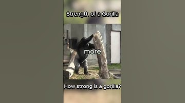Strength of Gorilla #silverback #gorilla #strength