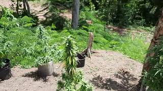 cannabis preview