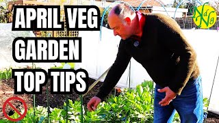 My Top Tips For The April Veg Garden: Your Guide || Top Tips For New Gardener Success