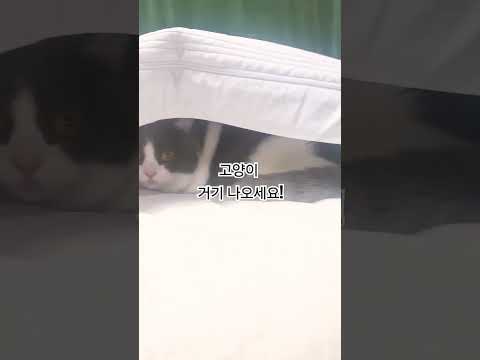 자꾸 거기 들어가는 고양이!