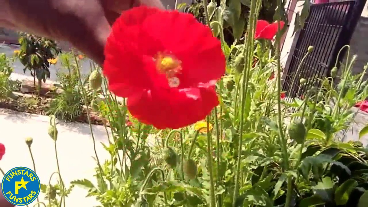 New Magic trick with flower by FUNSTARS YouTube