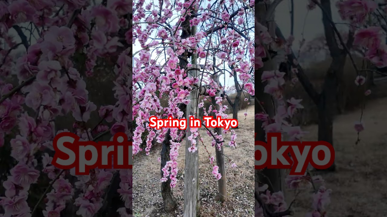 JAPAN(4K)Walking in Japan Spring ✨ Such a beautiful day in Tokyo!✨ #sakura #asiantravel #traveldesig