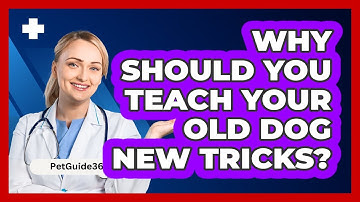 Why Should You Teach Your Old Dog New Tricks? - PetGuide360.com