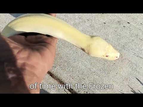 Burmese python handling and Care