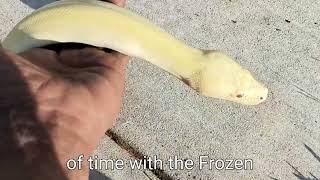 Burmese python handling and Care