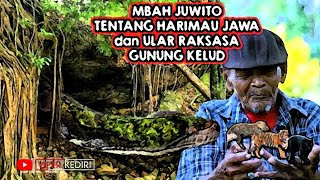 MBAH JUWITO BERCERITA TENTANG HARIMAU JAWA DAN ULAR RAKSASA DI GUNUNG KELUD