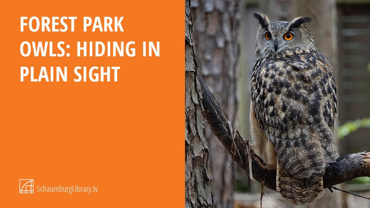 Forest Park Owls Hiding in Plain Sight YouTube