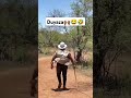 Maskandi Mthandeni Sk Elusa Amabhubesi 