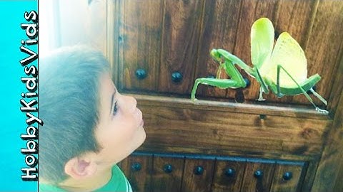 Praying Mantis BUG Invasion! Hunting Big Insects EVERYWHERE by HobbyKidsVids