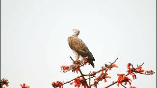 Horror Calling Of Grey-headed fish eagle.