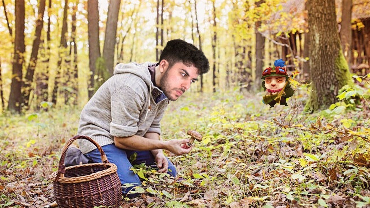 много грибов в лесу. сбор грибов. рассказы грибников. грибники: тихая охота. грибники в лесу.