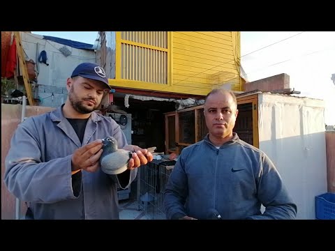 ظاهرة الموسم الأبطال بونوارة الشهلاوي يأكدون حضورهم في سباق طانطان داخل الفدرالية الرتبة الخامسة