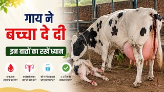 “गाय ने दिया बच्चा 😱 | बछड़ा देने के समय इन बातों का रखें ध्यान | Dairy Farming Tips”