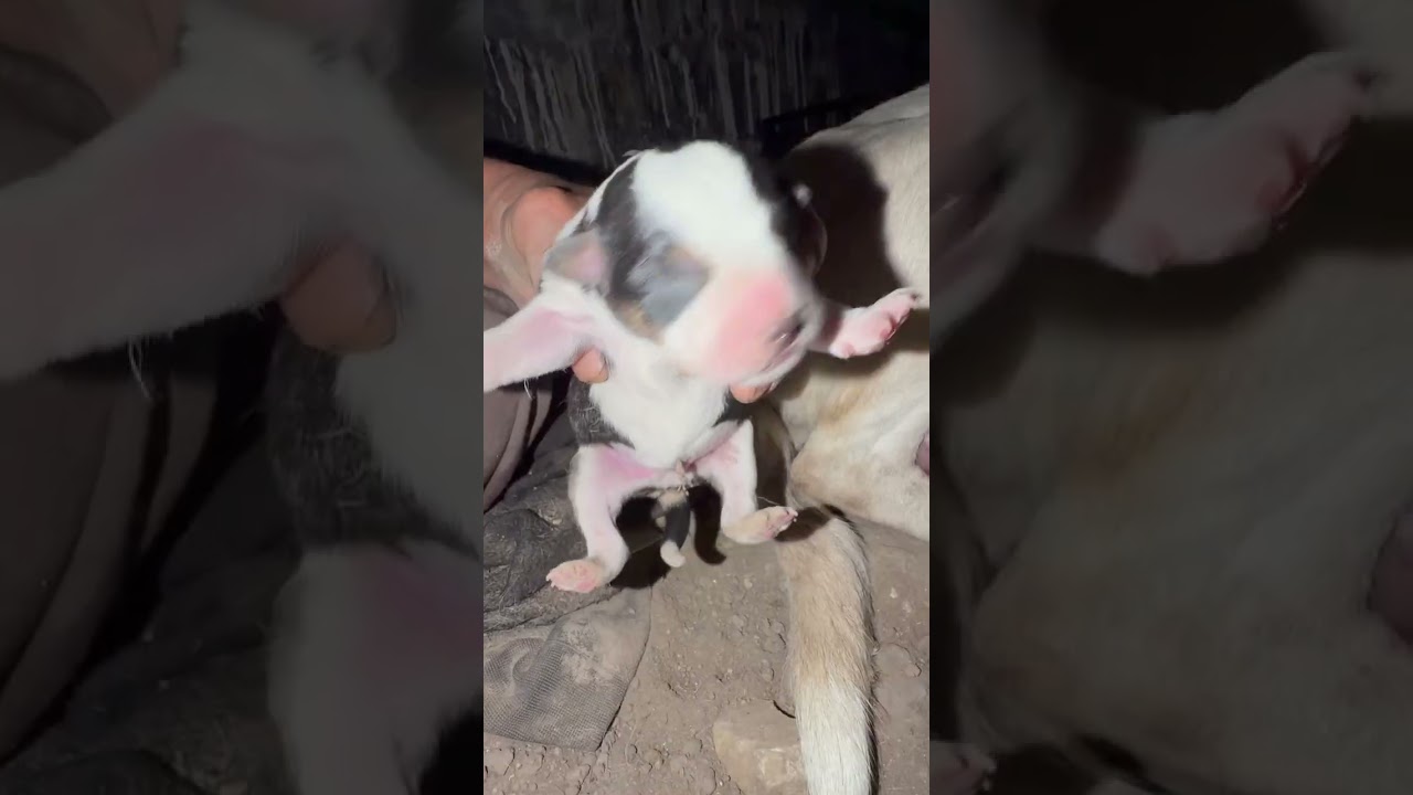 Ya nacieron los cachorritos de Blanquita 🐶✨ todos sanitos gracias a Dios 🙏