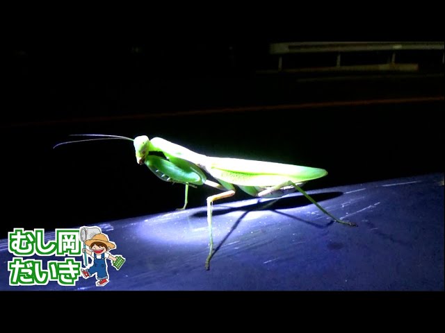 Tears] I was moved by the mantis on the banister at night - YouTube