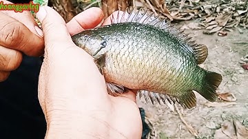 Mấy anh em ra con kênh lò gạch câu trúng bầy cá rô nái giựt đã tay luôn anh em ơi