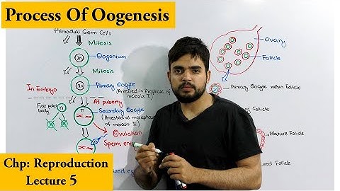 Oogenesis | How egg cells are produced |