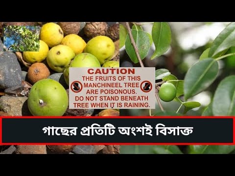 গাছের প্রতিটি অংশ বিষাক্ত |MANCHINELLA TREE | DEADLY….