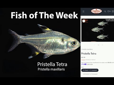 Pristella Tetra (Pristella maxillaris)#imperialtropicals #tetra
