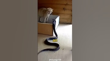 This Is Why Snakes Lose To Cats In Every Fight #shorts