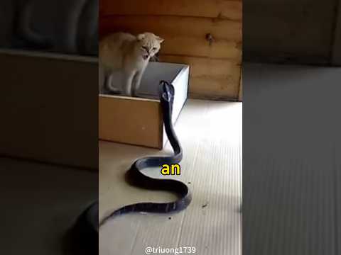 This Is Why Snakes Lose To Cats In Every Fight Shorts