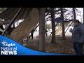 How traditional practices of hide tanning remains essential to survival in the north | APTN News