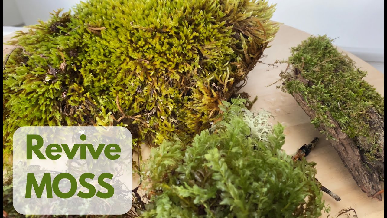 How to Revive Dried Moss (Regrow Moss) 
