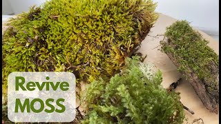 How to Revive Dried Moss (Regrow Moss)