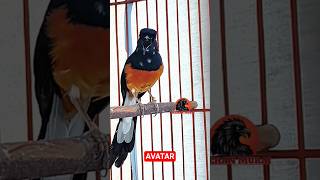 Download Lagu murai batu juara nasional, isian kenari, gareja @ocehanmurai MP3