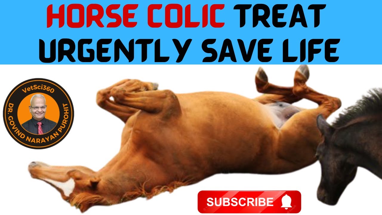 unveil-the-tricks-and-tips-to-treat-horse-colic-and-save-life-youtube