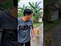 Mocking His Master Who was having leg pain..😂😅💉#funny #cat #breakingnews #viralvideo