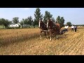 174 yr old MCCormick Reaper Demo