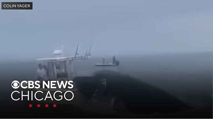 Video shows moment whale capsizes boat in Portsmouth, New Hampshire