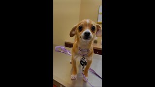 Cute little dogs adoption story is Heartwarming 🥰 by DOGS+ by Rocky Kanaka 2,321 views 1 year ago 1 minute, 12 seconds
