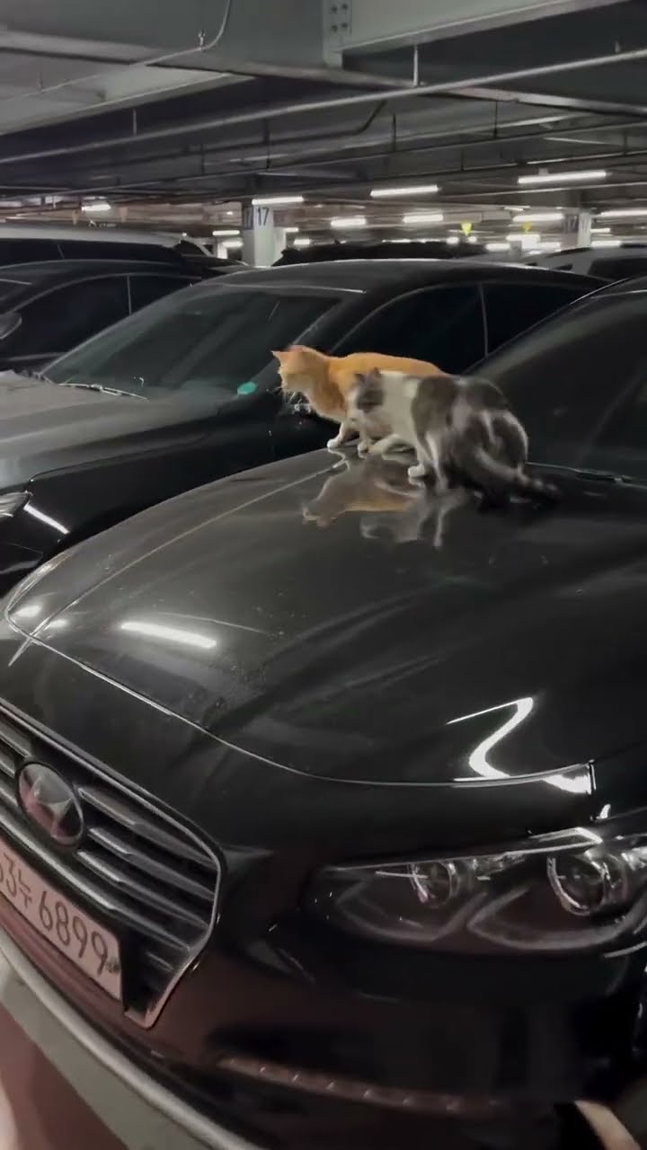 Top des vidéos très mignon ❤️ ❤️ ❤️ ❤️ ❤️ ❤️