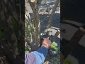 Pruning before grafting blueberries. #pruning#kebtek #blueberries #tools #grafting