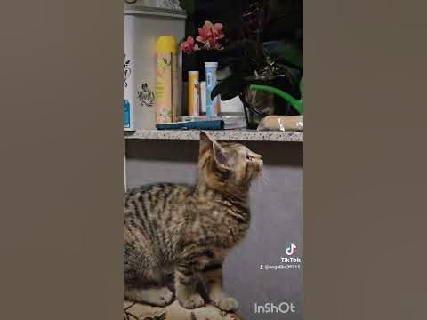 Кошки Матрёшки 🤣😍🐱 - YouTube