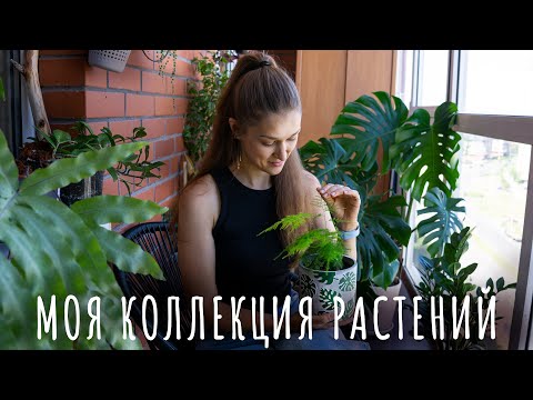 ОБЗОР коллекции растений. Июнь 2023