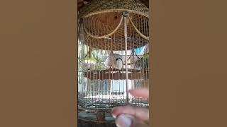 Empuk jeru manggung loss