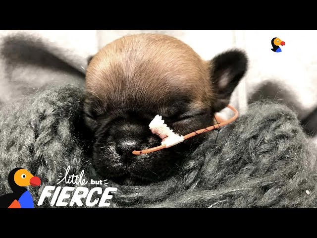 Tiniest Frenchie Puppy Is Pure Inspiration | The Dodo Little But Fierce