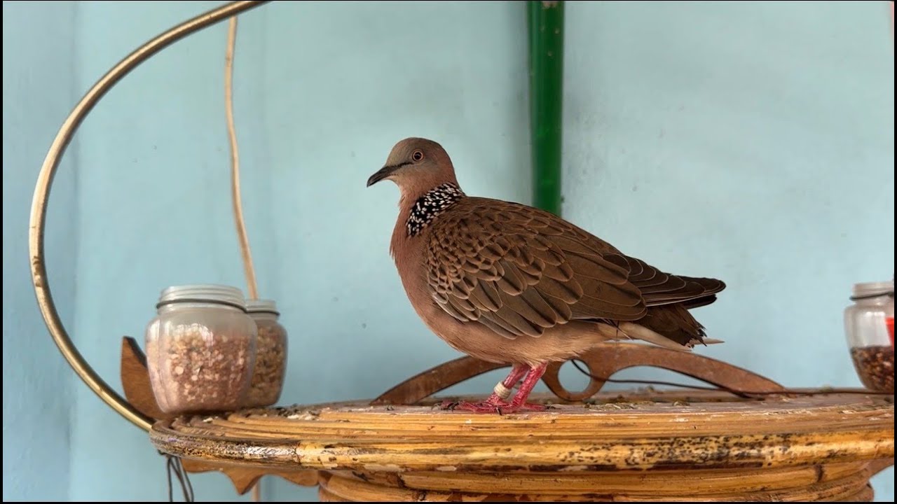 ចាប់ចងជើងកូនអាខ្មែរលេងក្រោមម្ដងហើយបងប្អូន