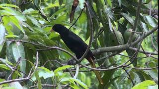 Oropendula - Psarocolius Angustifrons