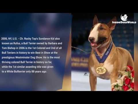 Video: Bull Terrier Dog Breed Hypoallergenic, Afya Na Urefu Wa Maisha