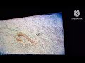 Snake 101 II