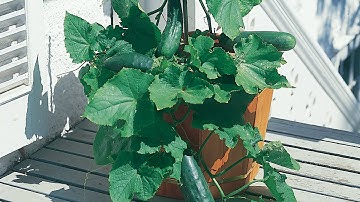Growing Cucumbers in a Container