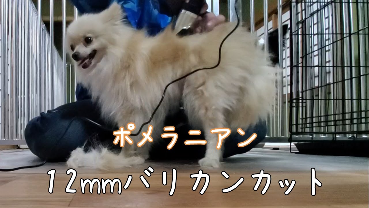 【ポメラニアン】毛玉がすごいのでカットしたらとんでもないことに!