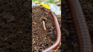 LIHAT! Ibu dan anak Millipede kaki seribu #snailhunter