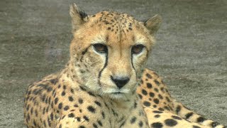 チータ　Cheetah Revibikes チーター カフェレーサー 電動ヴィンテージEバイク